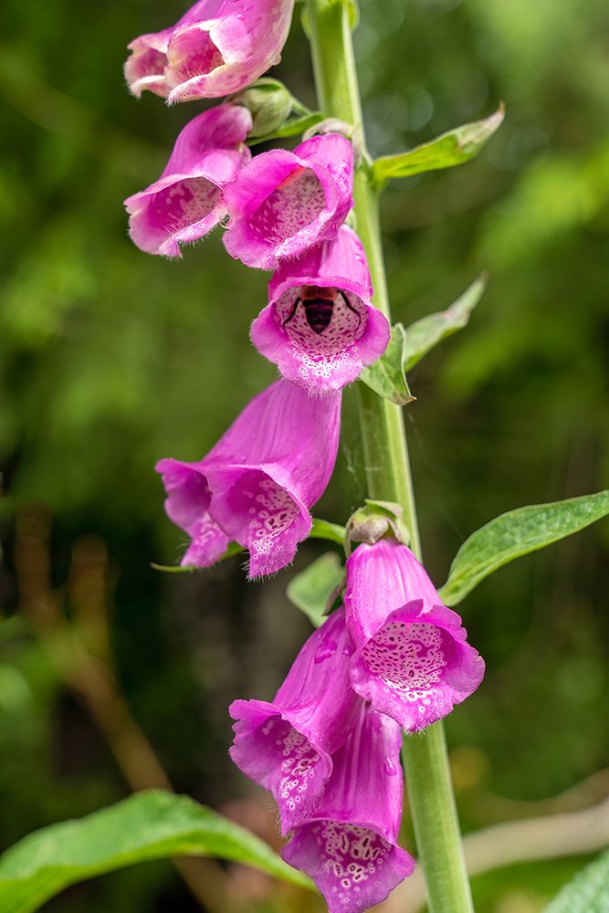 Issaquah-Washington State-USA Common Foxglove (Digitalis purpurea)